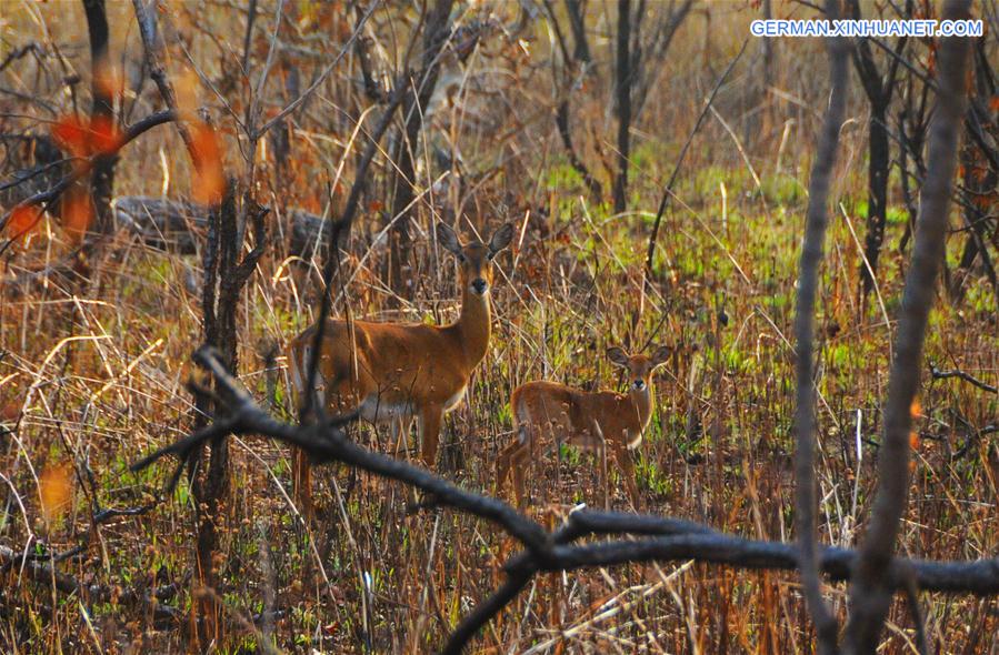 GHANA-MOLE NATIONAL PARK-WILDLIFE