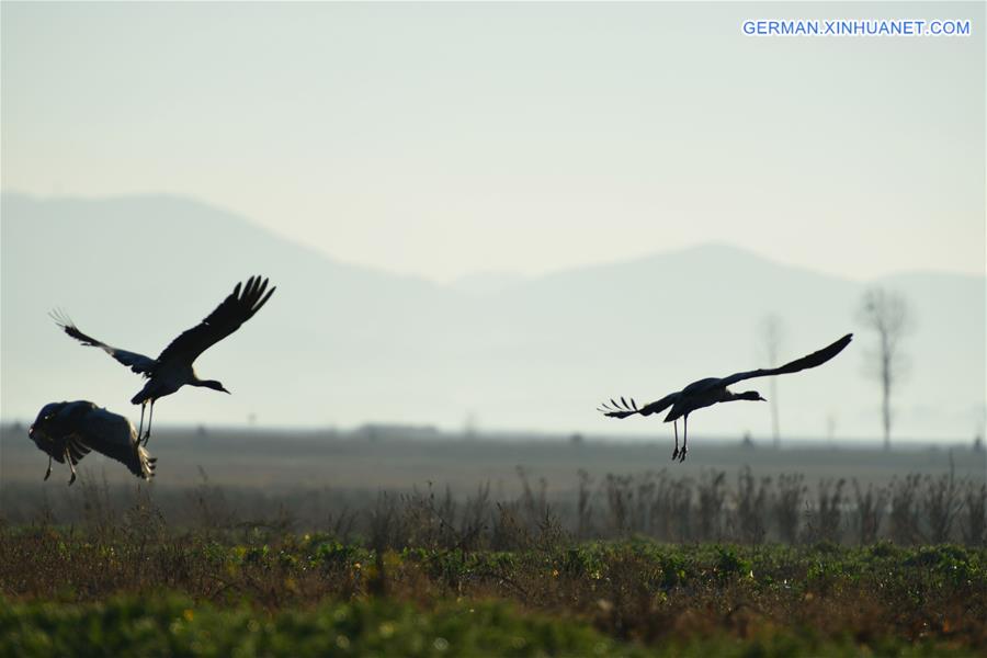 CHINA-GUIZHOU-NATURE RESERVE-BIRDS  (CN)