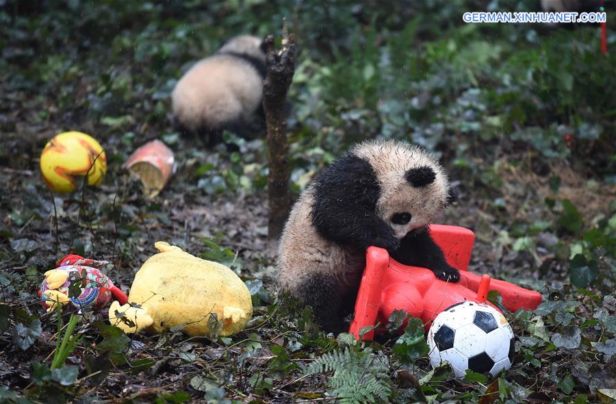 CHINA-SICHUAN-YA'AN-GIANT PANDA (CN)