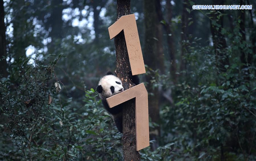 CHINA-SICHUAN-YA'AN-GIANT PANDA (CN)