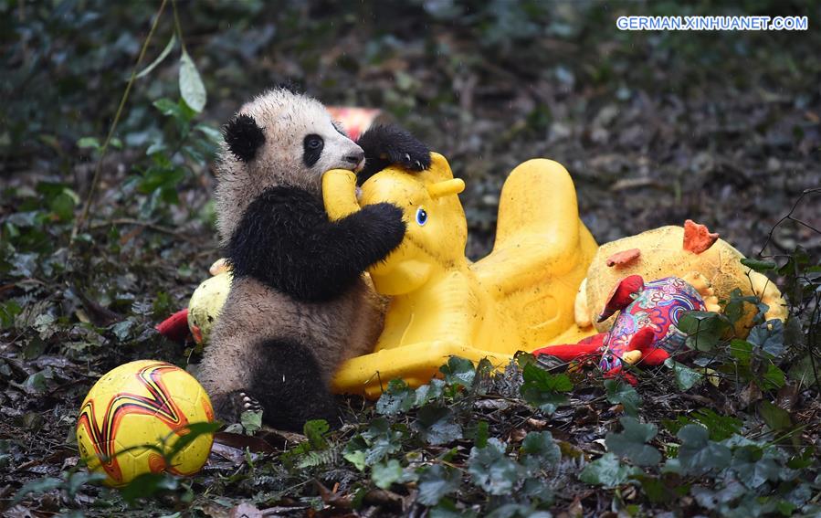 CHINA-SICHUAN-YA'AN-GIANT PANDA (CN)