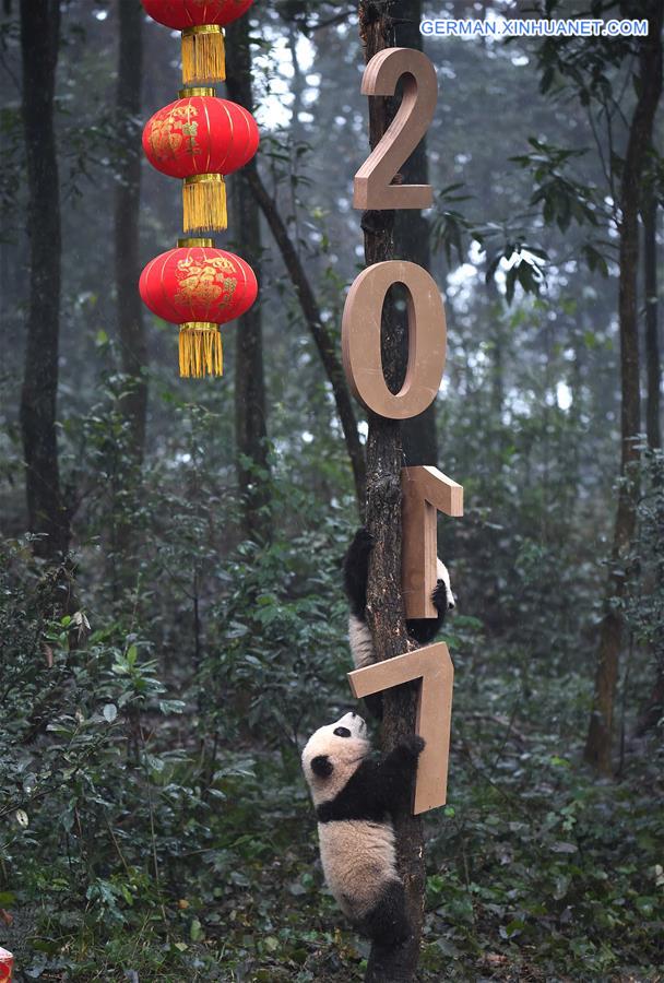 CHINA-SICHUAN-YA'AN-GIANT PANDA (CN)