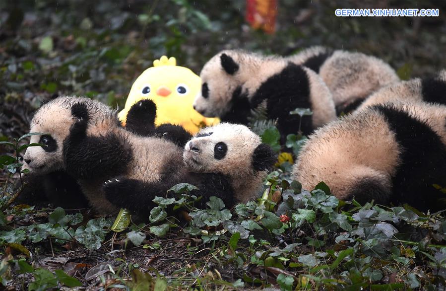 CHINA-SICHUAN-YA'AN-GIANT PANDA (CN)