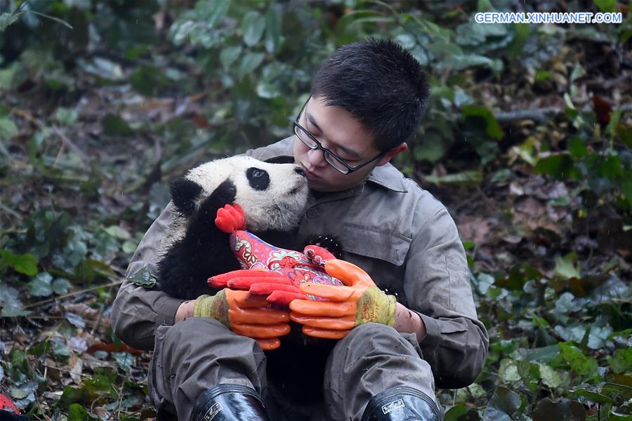 CHINA-SICHUAN-YA'AN-GIANT PANDA (CN)