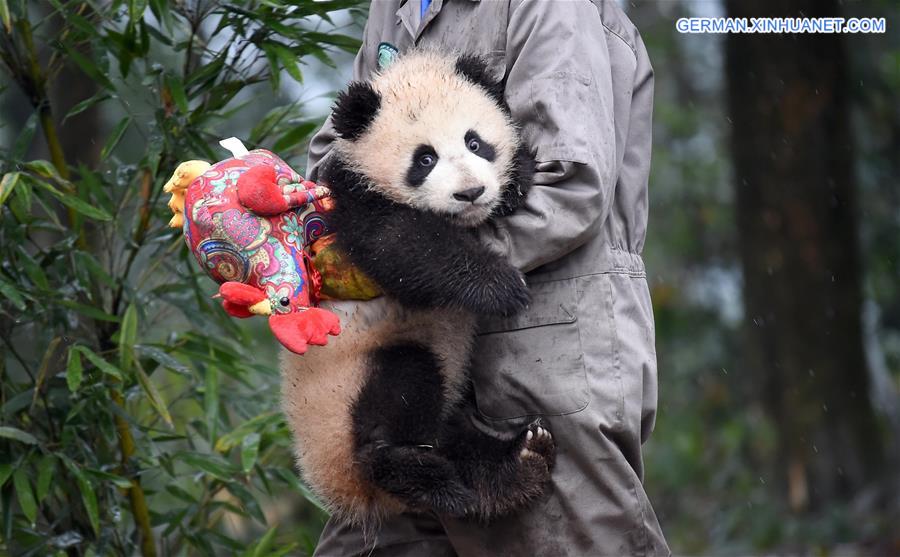 CHINA-SICHUAN-YA'AN-GIANT PANDA (CN)