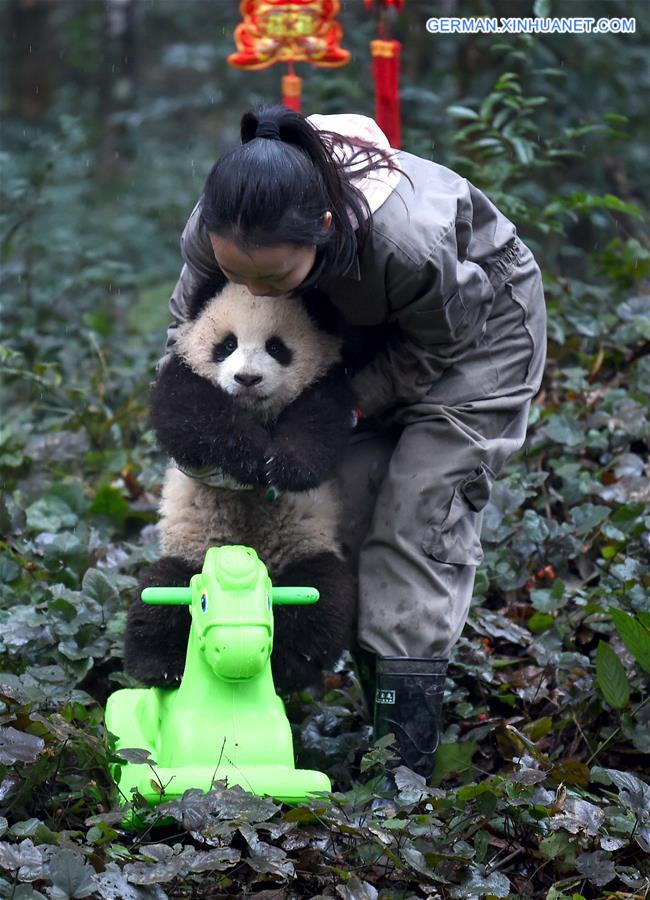 CHINA-SICHUAN-YA'AN-GIANT PANDA (CN)