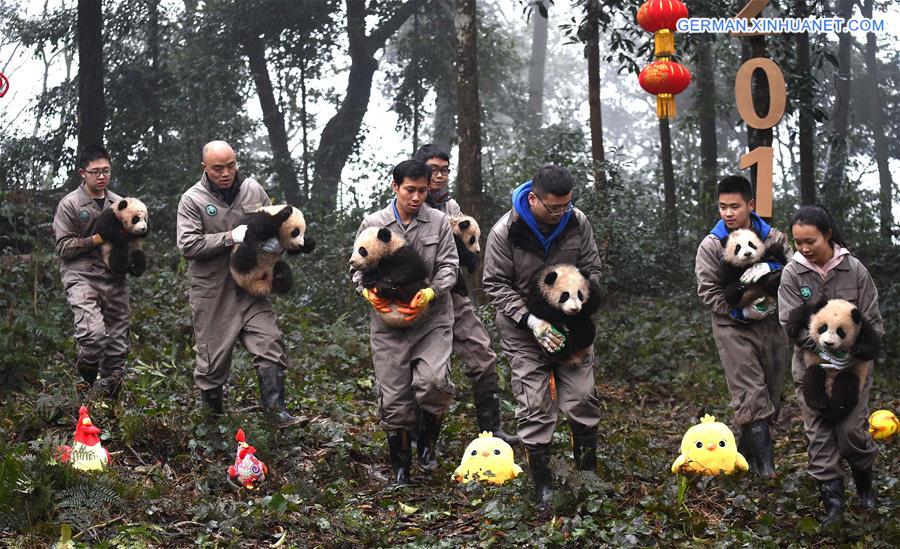 CHINA-SICHUAN-YA'AN-GIANT PANDA (CN)