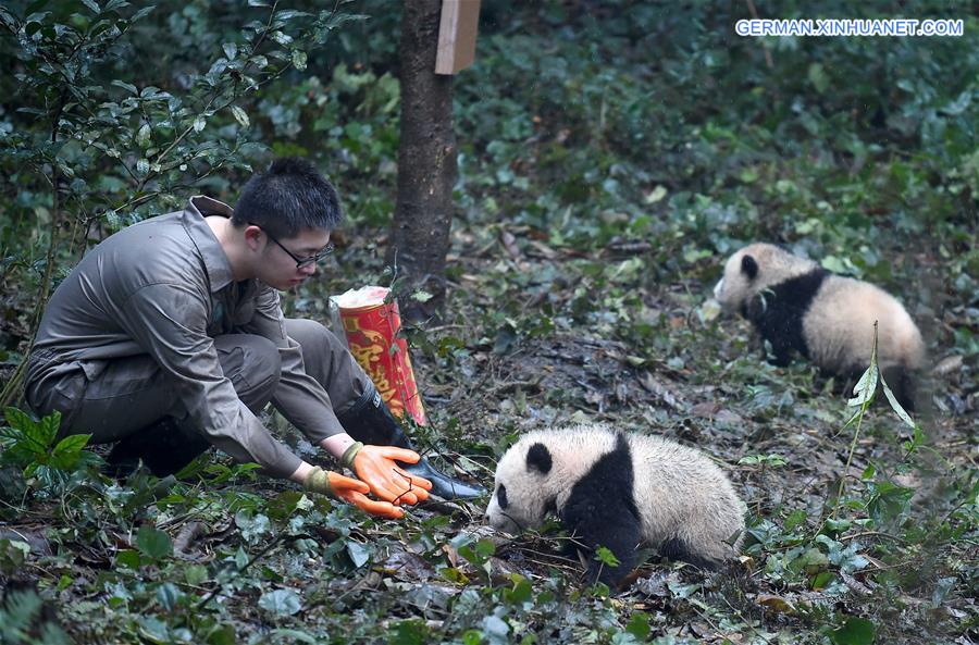 CHINA-SICHUAN-YA'AN-GIANT PANDA (CN)