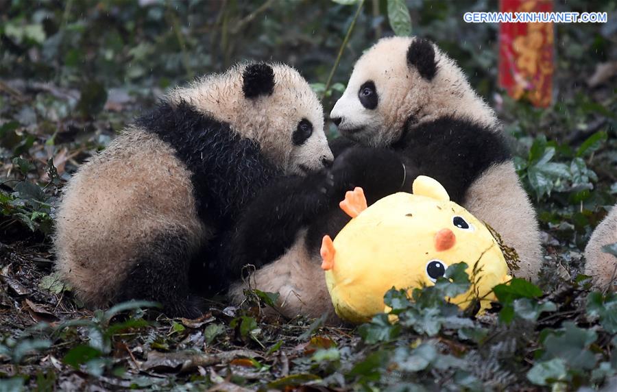 CHINA-SICHUAN-YA'AN-GIANT PANDA (CN)