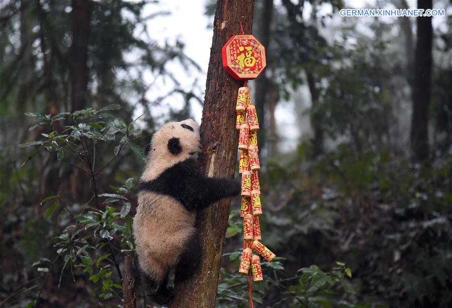 CHINA-SICHUAN-YA'AN-GIANT PANDA (CN)