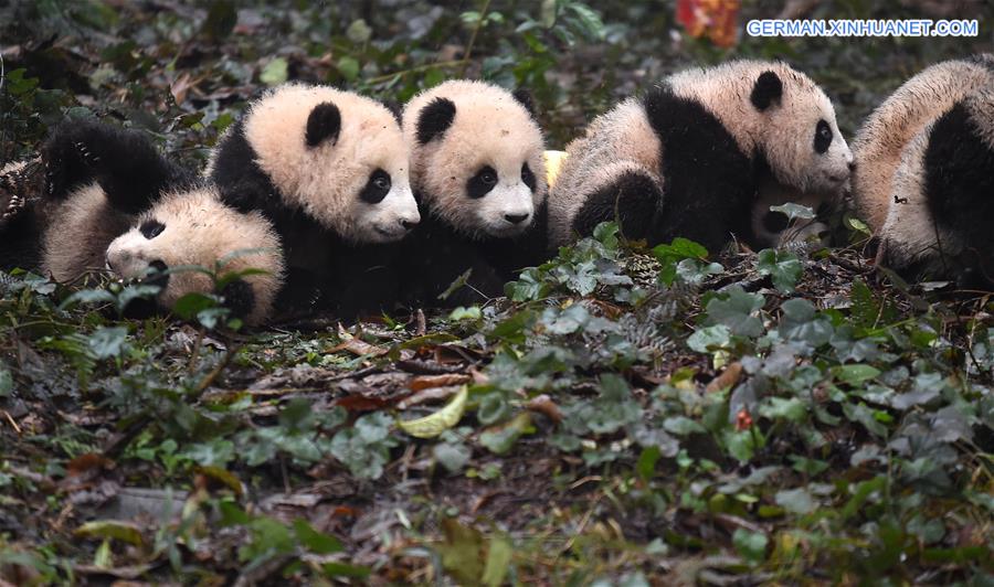 CHINA-SICHUAN-YA'AN-GIANT PANDA (CN)