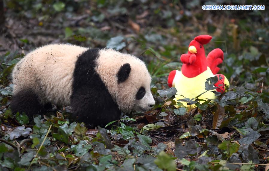 CHINA-SICHUAN-YA'AN-GIANT PANDA (CN)