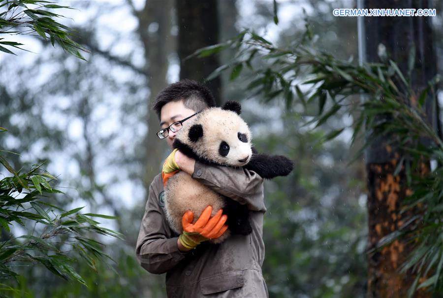 CHINA-SICHUAN-YA'AN-GIANT PANDA (CN)