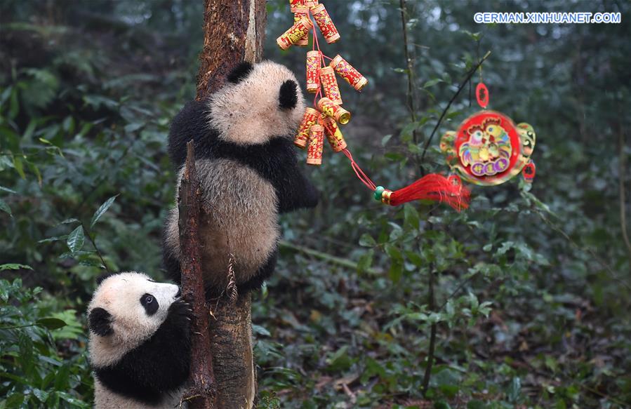 CHINA-SICHUAN-YA'AN-GIANT PANDA (CN)