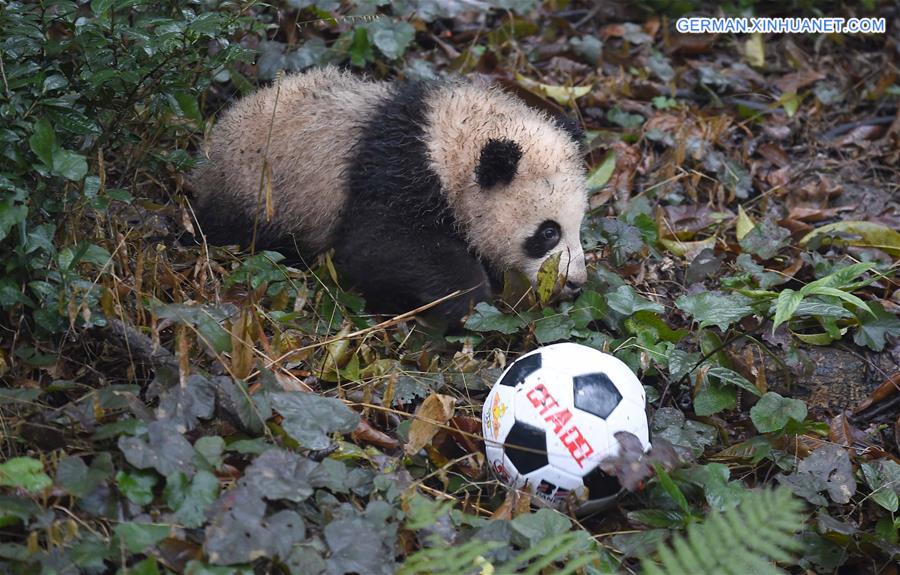 CHINA-SICHUAN-YA'AN-GIANT PANDA (CN)