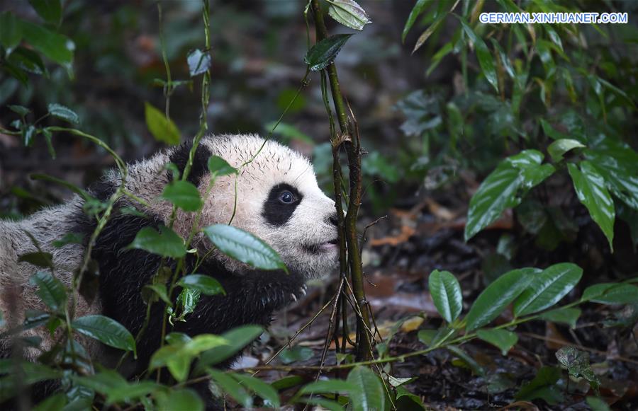 CHINA-SICHUAN-YA'AN-GIANT PANDA (CN)