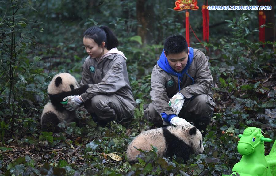 CHINA-SICHUAN-YA'AN-GIANT PANDA (CN)