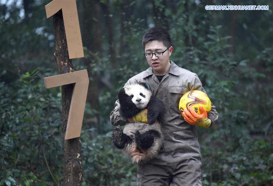 CHINA-SICHUAN-YA'AN-GIANT PANDA (CN)