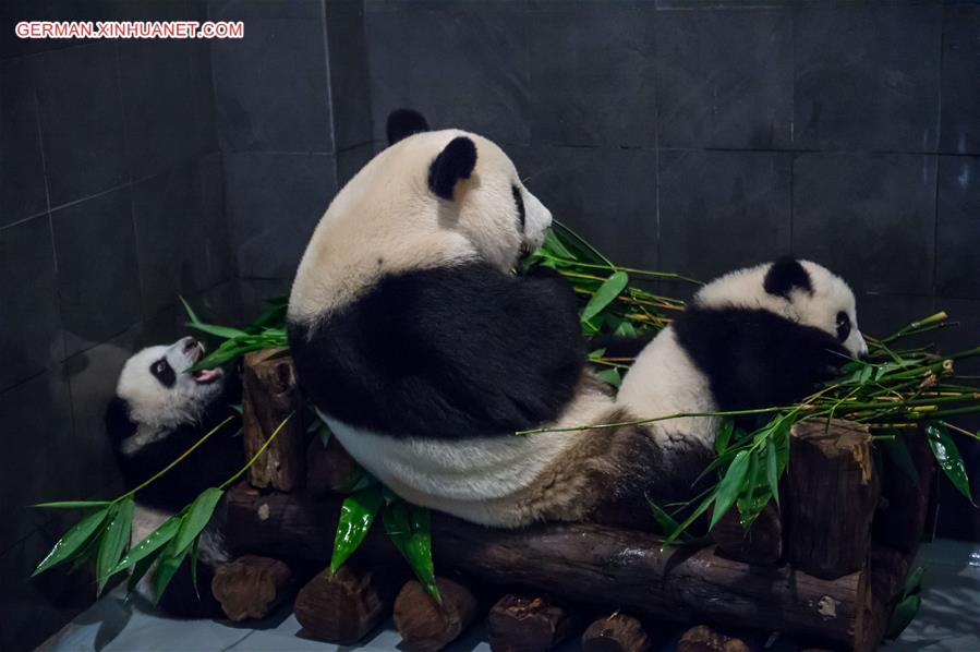 CHINA-MACAO-GIANT PANDA FAMILY (CN)