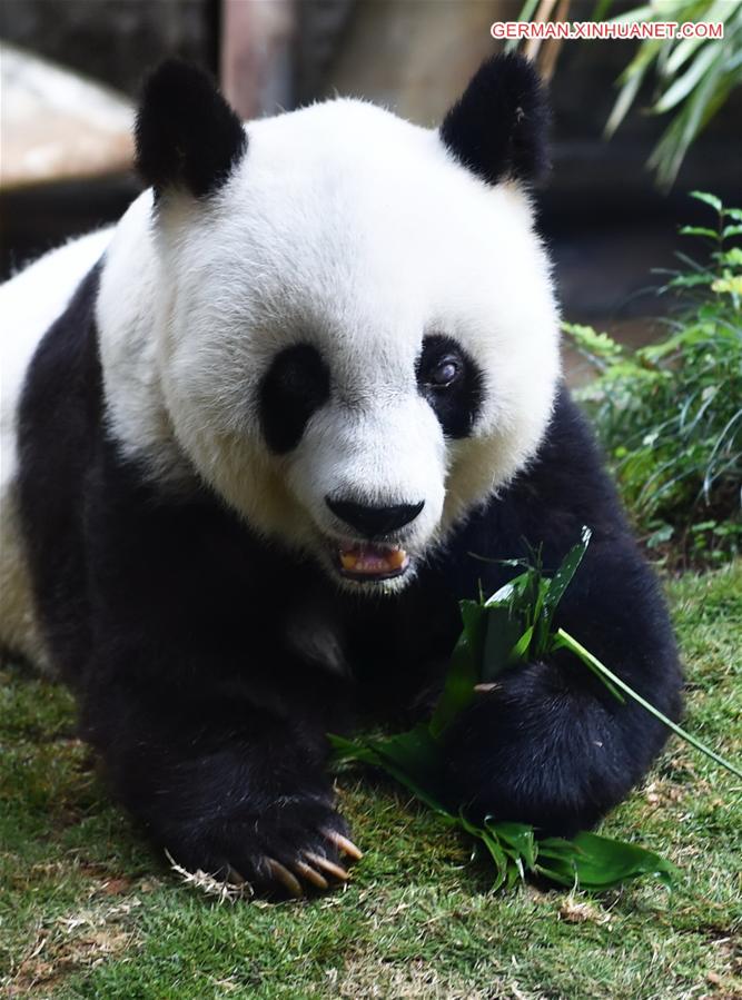CHINA-FUZHOU-GIANT PANDA-BIRTHDAY CELEBRATION (CN)