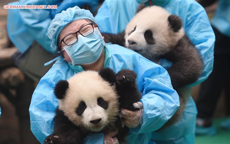 CHINA-CHENGDU-GIANT PANDA CUBS (CN)