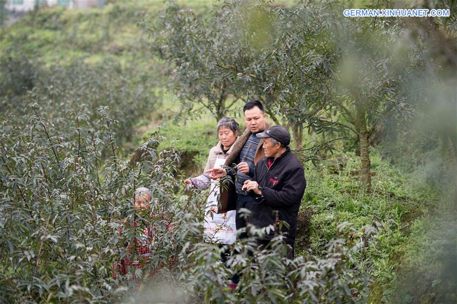 CHINA-CHONGQING-POVERTY ALLEVIATION (CN) 