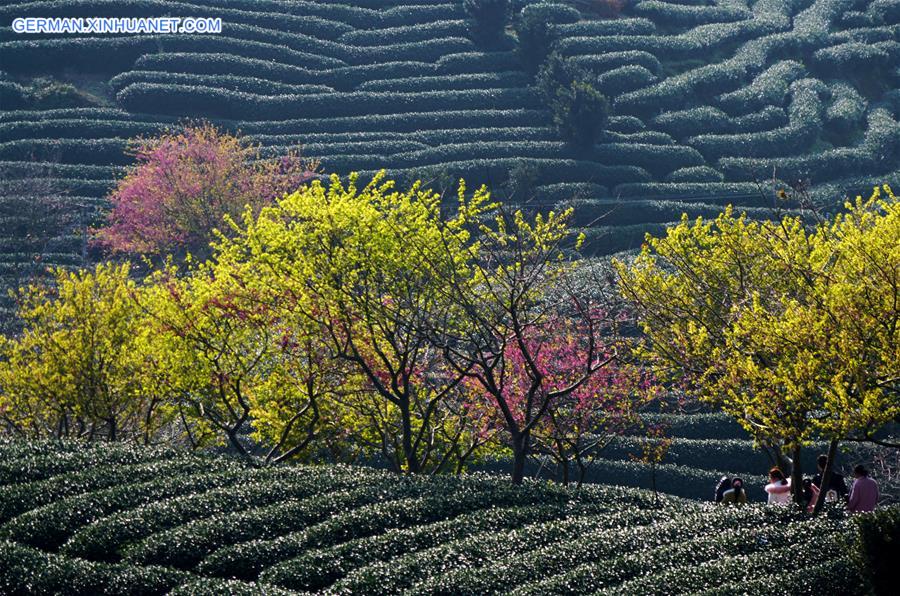 CHINA-FUJIAN-ZHANGPING-TEA PLANTATION  (CN)
