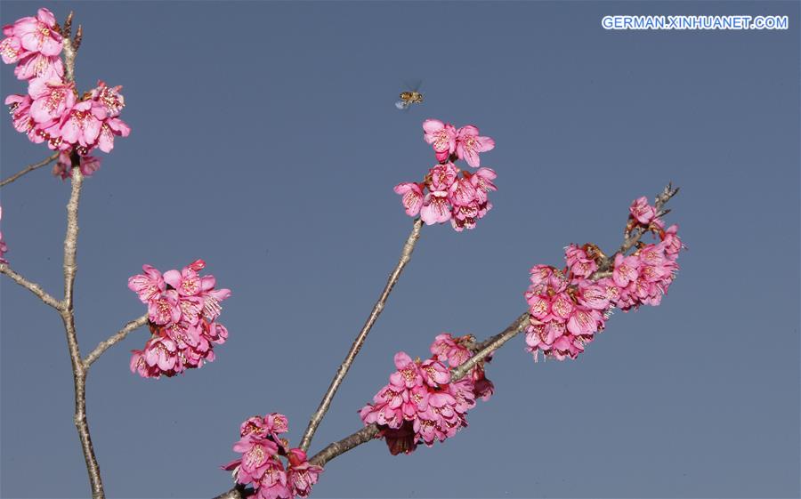 CHINA-SHANGHAI-SPRING FLOWER-BEE(CN)