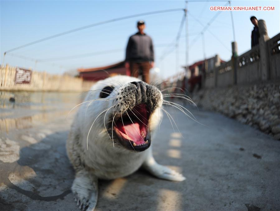 #CHINA-SHANDONG-PENGLAI-SPOTTED SEAL-NEWBORN CUB (CN)