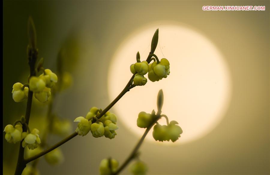 #CHINA-EARLY SPRING-SCENERY (CN)