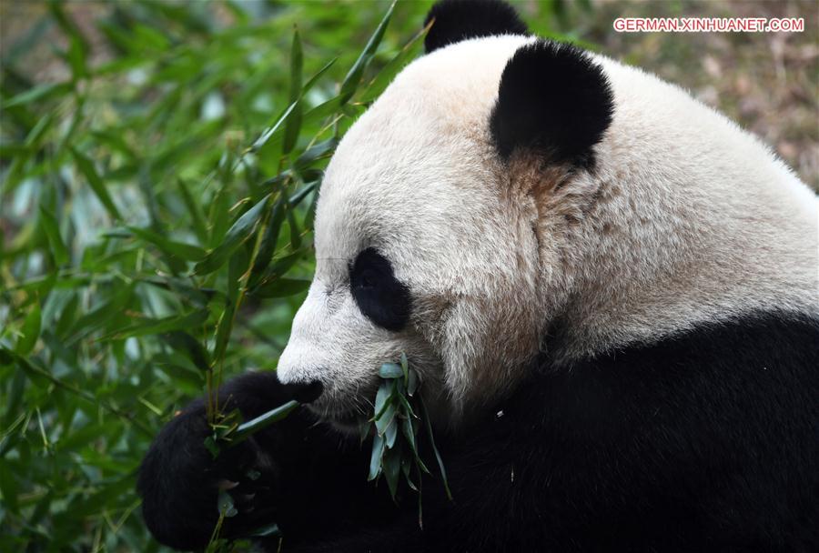 （国际）（1）大熊猫“宝宝”起程回国