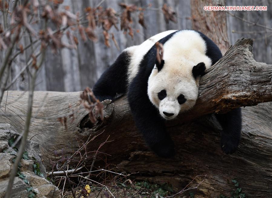 （国际）（6）大熊猫“宝宝”起程回国