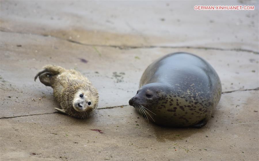 #CHINA-YANTAI-SEAL-NEWBORN (CN)