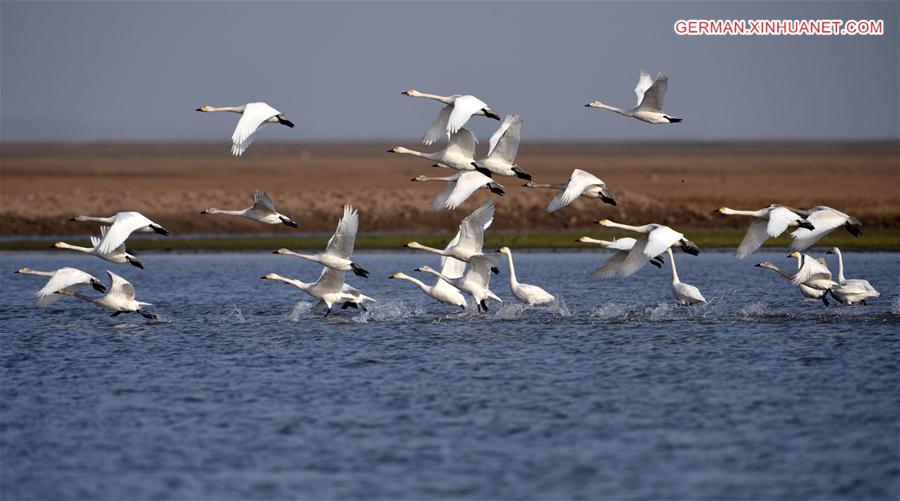CHINA-HUNAN-EAST DONGTING LAKE-MIGRANT BIRDS (CN)