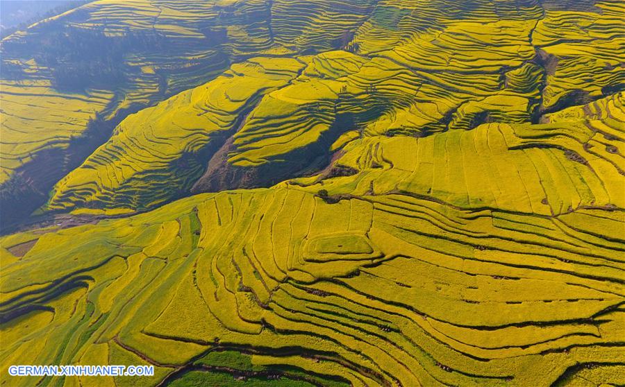 #CHINA-YUNNAN-LUOPING-COLE FLOWER FIELDS (CN)