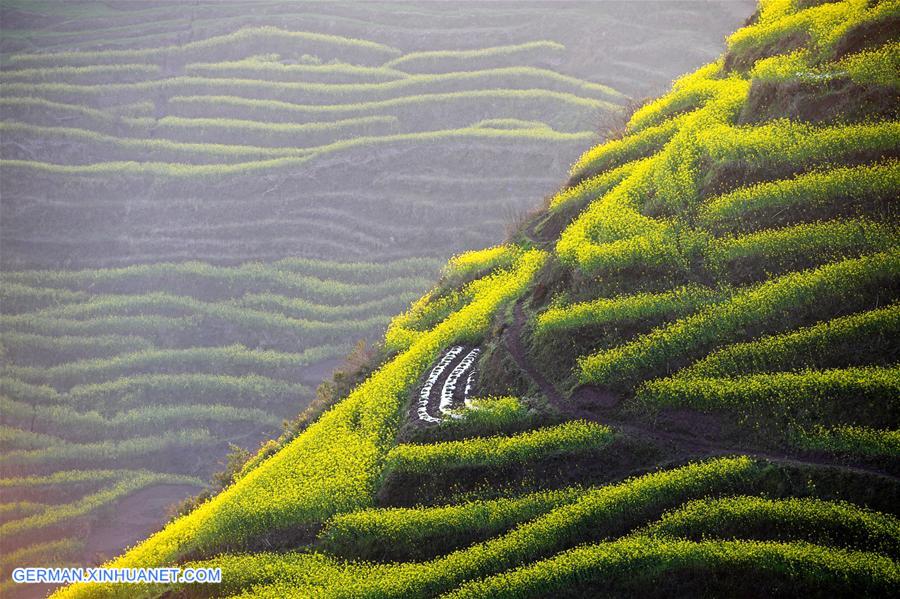 #CHINA-YUNNAN-LUOPING-COLE FLOWER FIELDS (CN)