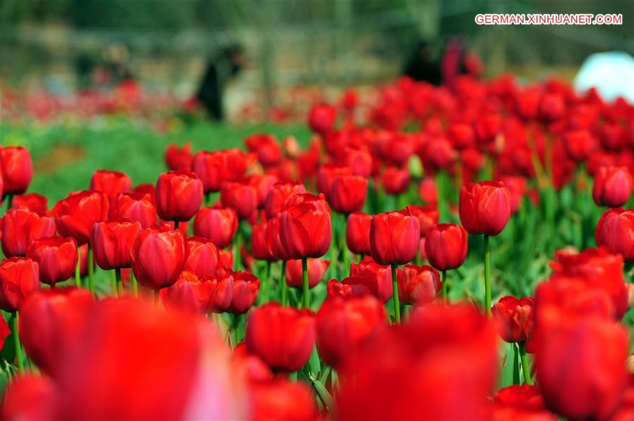 CHINA-JIANGXI-NANCHANG-SPRING FLOWERS (CN)