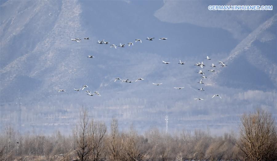 CHINA-BEIJING-MIGRATORY BIRDS (CN)
