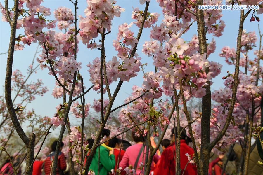 CHINA-SPRING-SCENERY (CN)