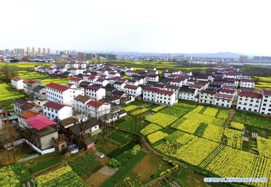 #CHINA-SHAANXI-COLE FLOWERS (CN) 