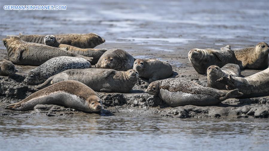 CHINA-LIAONING-LIAODONG BAY-SPOTTED SEALS (CN)