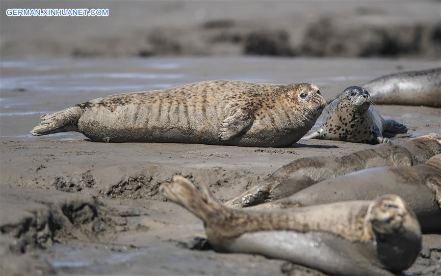 CHINA-LIAONING-LIAODONG BAY-SPOTTED SEALS (CN)