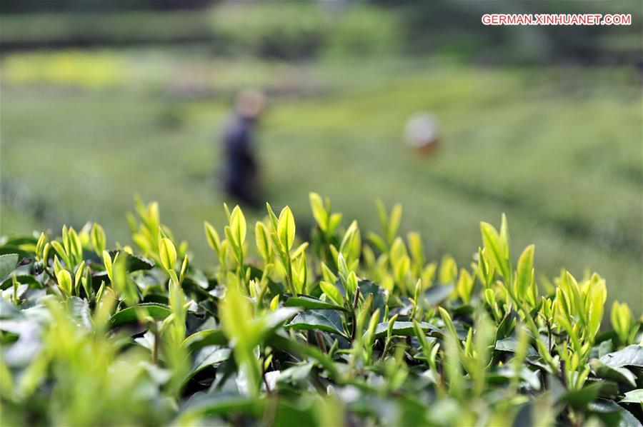 #CHINA-HUBEI-TEA PICKING(CN) 