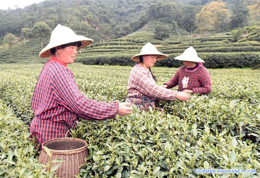 CHINA-HANGZHOU-WEST LAKE LONGJING TEA-PICKING (CN)