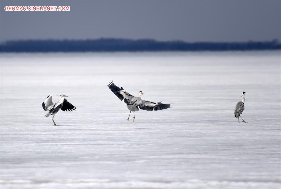 CHINA-HEILONGJIANG-XINGKAI LAKE-MIGRATORY BIRDS (CN) 