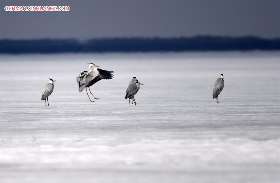 CHINA-HEILONGJIANG-XINGKAI LAKE-MIGRATORY BIRDS (CN) 