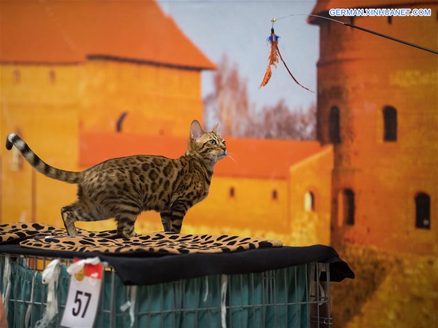 LITHUANIA-TRAKAI-INTERNATIONAL CAT SHOW