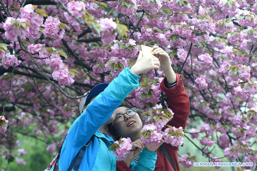 CHINA-ANHUI-CHERRY FLOWERS (CN)