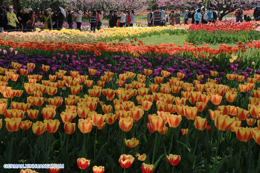 CHINA-BEIJING-TULIP FLOWERS (CN)