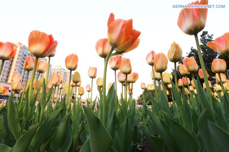 #CHINA-GANSU-TULIP FLOWERS (CN) 